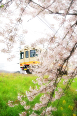 桜電車