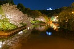 夜桜