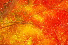 紅葉