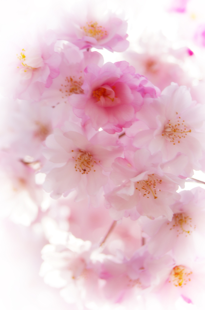 八重桜