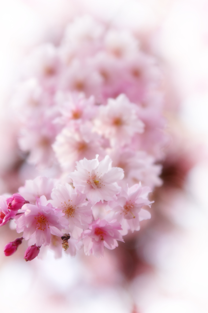 八重桜2