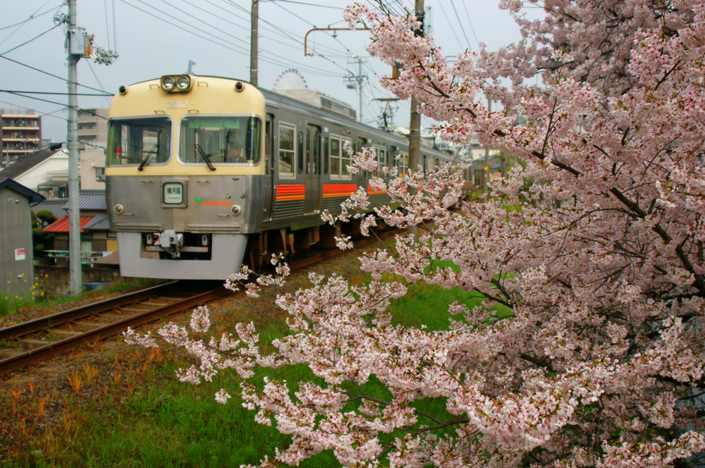 桜と電車