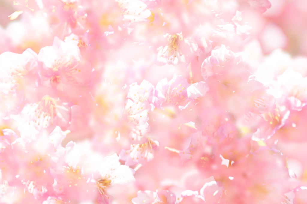 春爛漫