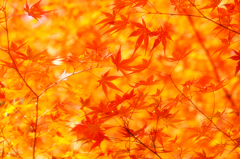 紅葉燃ゆ