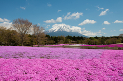 富士芝桜