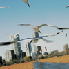 FLY
