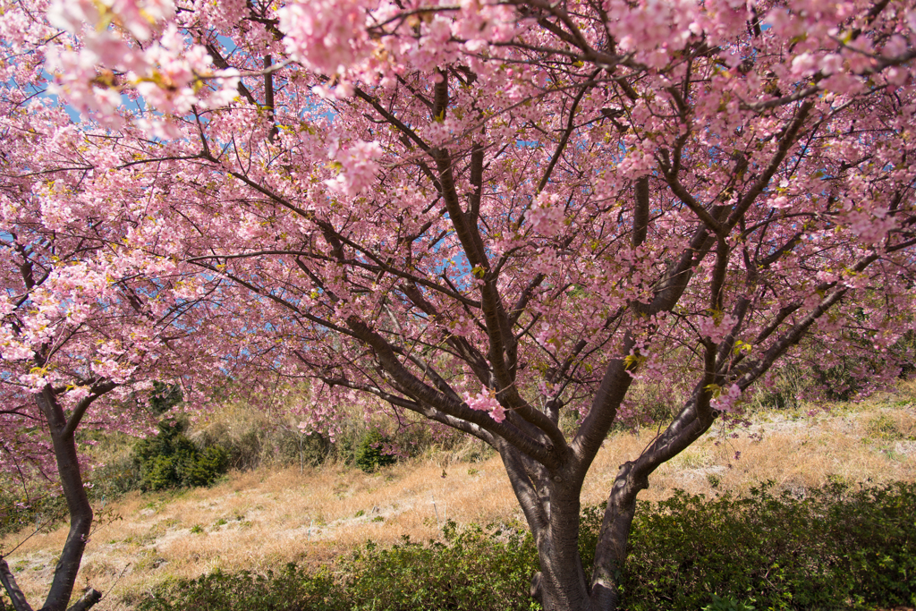 河津桜