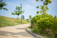 公園の散歩道