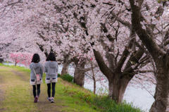 桜双子