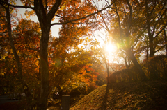 紅葉の木漏れ日