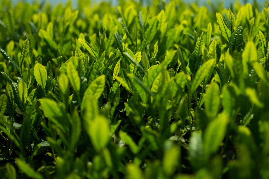 新茶葉