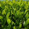新茶葉