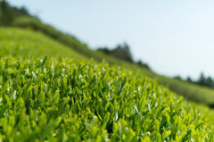 新茶葉