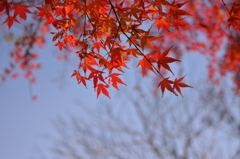 夕日に照らされて