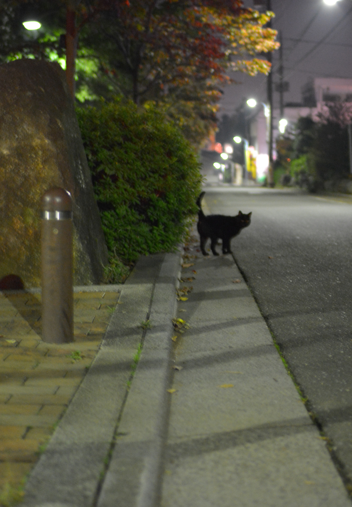 深夜0時、くろねこさん（トリミング版）