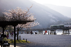 桜の季節