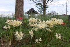 白い曼珠沙華　2