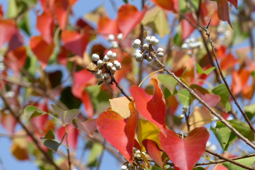 紅葉と白い種