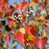 紅葉と白い種
