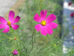 花壇のコスモス　1