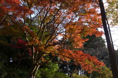 紅葉