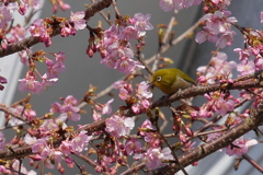 メジロと河津桜　1