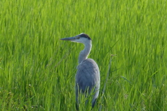 ぼんやり