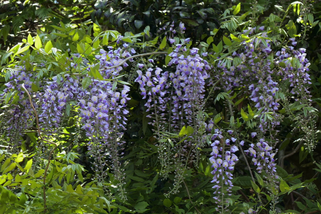 見事な花