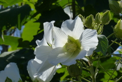 芙蓉