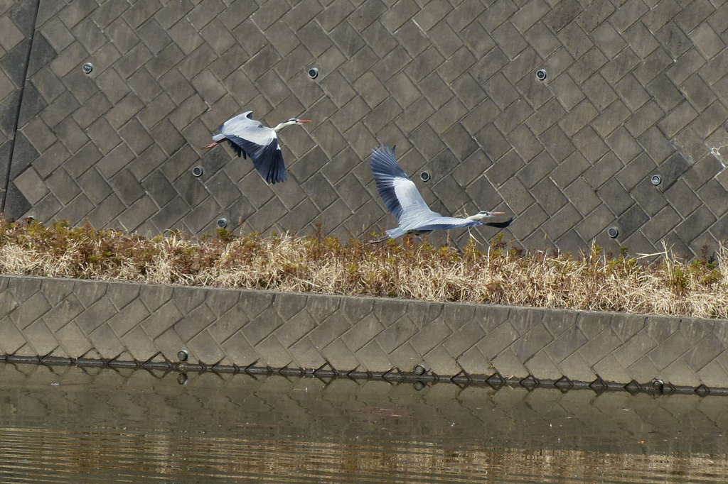 コロニーの様子