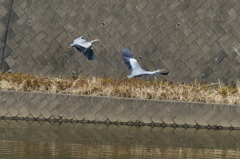 コロニーの様子