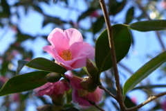 椿
