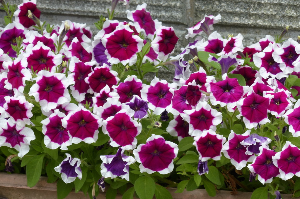 寄せ植え