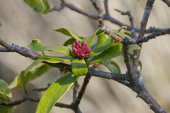 沈丁花の蕾