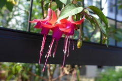 フクシア　花