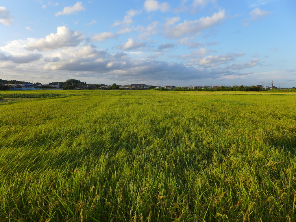 夕陽を受けて　2