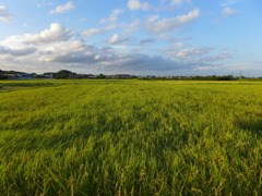 夕陽を受けて　2