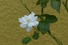 白バラ