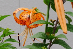 鬼百合