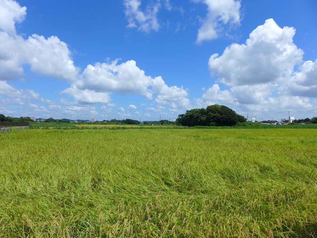 スッキリ夏空　2