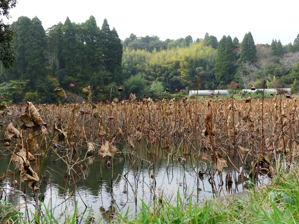 晩秋の蓮池