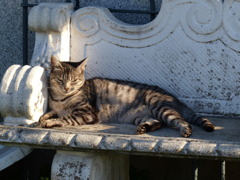 ご近所猫ちゃん