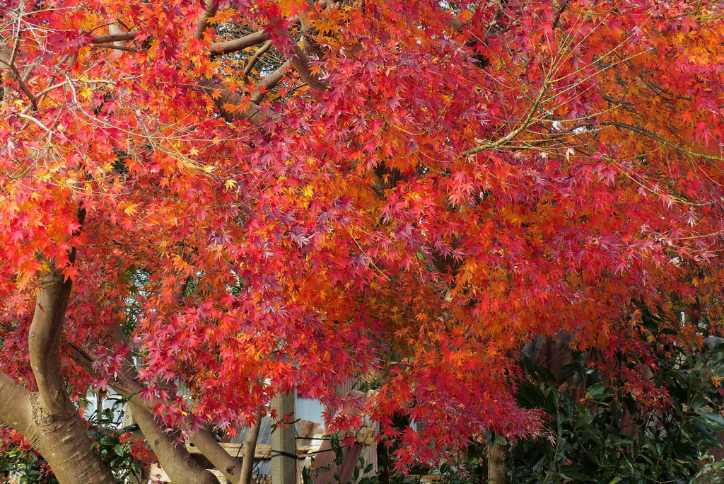 終盤の紅葉
