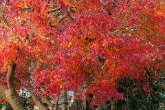 終盤の紅葉
