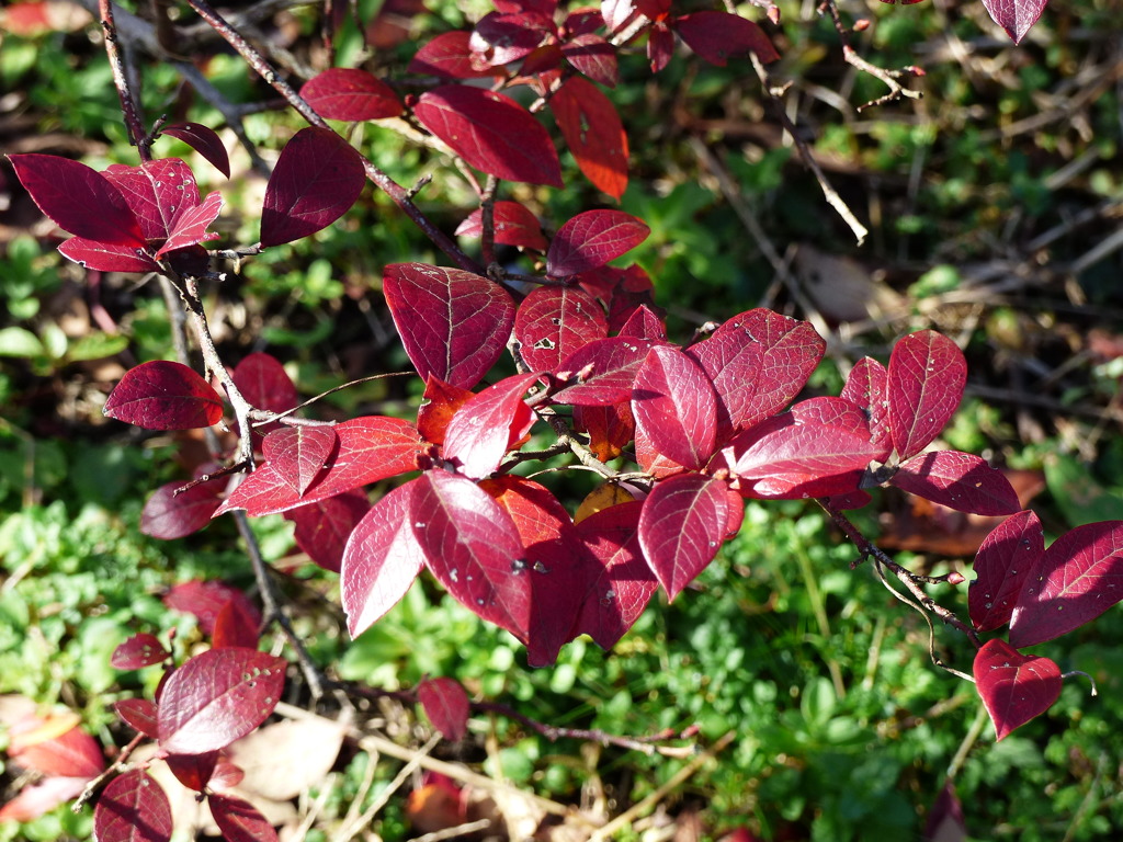 紅葉