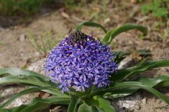 もうじき頂点開花