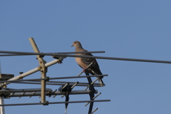 山鳩