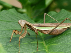 すっかり秋色に