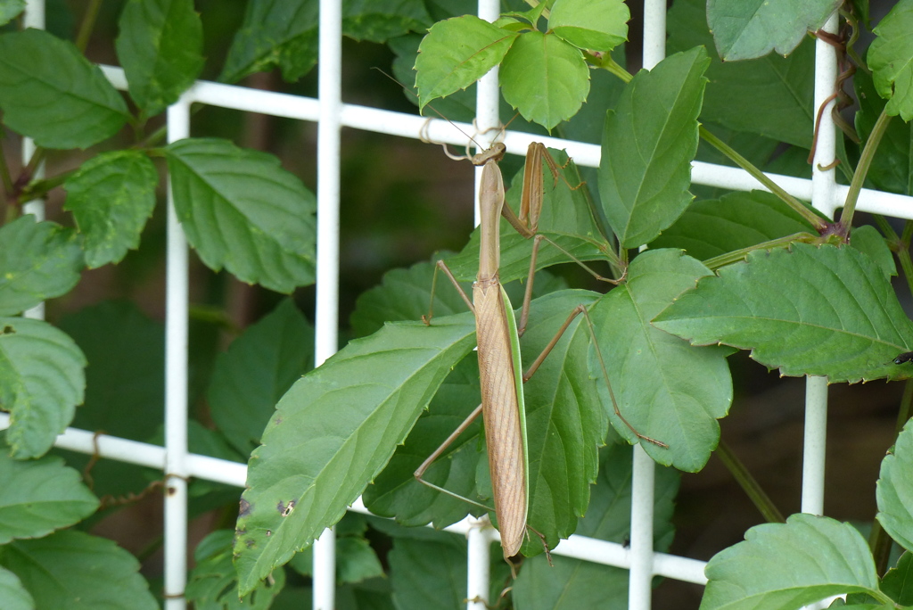 カマキリ