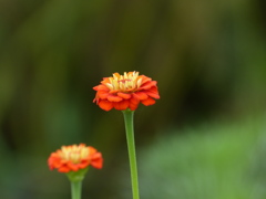 百日草
